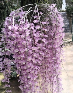 Dendrobium pierardii