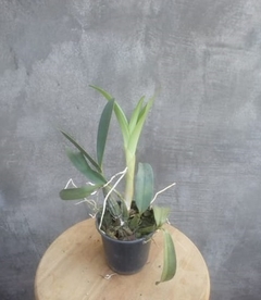 Dendrobium speciosum - comprar online