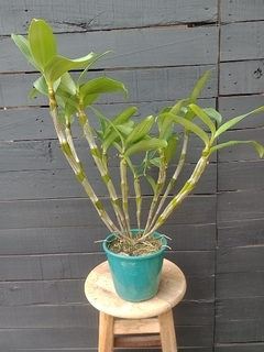 Touceira - Dendrobium thyrsiflorum - comprar online