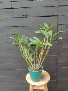 Touceira - Dendrobium thyrsiflorum - Orquidário Bona Flora