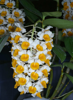 Touceira - Dendrobium thyrsiflorum