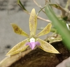 Encyclia bracteata