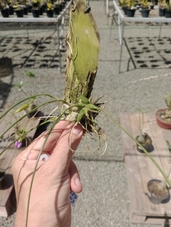 Encyclia bracteata na internet