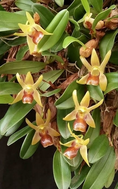 Corte - Dendrobium nakaharae