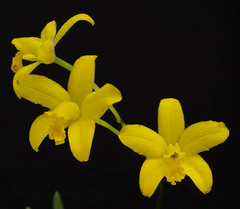 Laelia briegeri