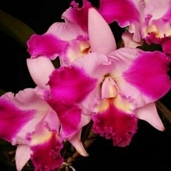 Lc. Aqui-Finn 'Nature's Best'