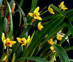 Maxillaria variabilis