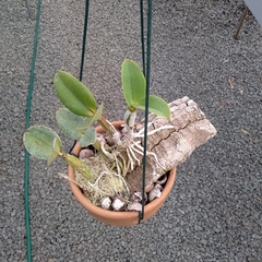 Corte - Cattleya Nobilior Danúbio ('Campo Grande' x 'Bailarina') na internet