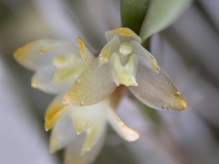 Touceira - Octomeria pinicola