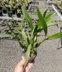 Prosthechea cochleata - comprar online