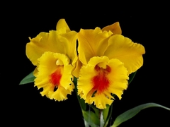 Rlc. NP Gold