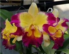 Rlc. Taiwan Fantasy