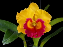 Rlc. Thongsuphan Gold