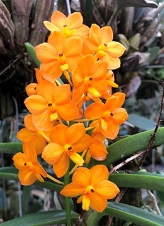 Vanda Vaewravee Gold