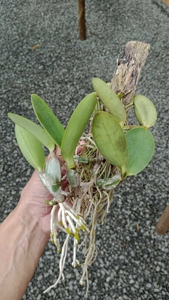 Walkeriana coerulea 'HA129' x coerulea 'Toco' - Orquidário Bona Flora