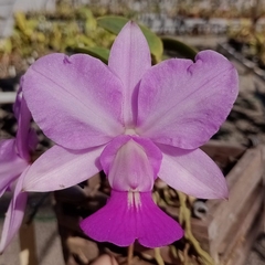 Walkeriana rosada/lineata 'Paineira'