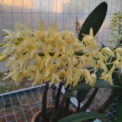 Dendrobium speciosum