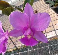 Walkeriana tipo 'Raid' (a15) x coerulea 'Blue Diamond' (a15)