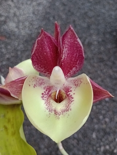 Catasetum Alex Pardo x pileatum