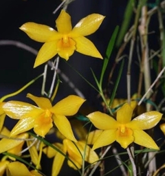 Touceira - Dendrobium hancockii