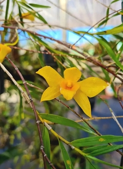 Touceira - Dendrobium hancockii - comprar online