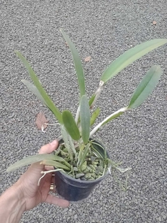 Cattleya maxima tipo - comprar online