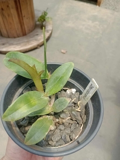 Cattleya violacea semi alba x self - comprar online