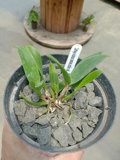 Cattleya violacea coerulea - comprar online