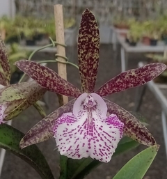 Bc. Hippodamia 'Kelvin Lucky'