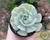 SUCULENTA ECHEVERIA RED STAR POTE 9