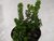 SUCULENTA SEDUM GOLDMANII POTE 11