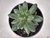 SUCULENTA PACHYPHYTUM COMPACTUM "DIAMANTE" POTE 11 - comprar online