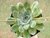 SUCULENTA ECHEVERIA PULIDONIS POTE 11 - loja online