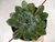 SUCULENTA ECHEVERIA PULIDONIS POTE 11 - comprar online