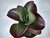 Imagem do SUCULENTA KALANCHOE LUCIAE POTE 11