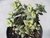 SUCULENTA CRASSULA RUPESTRIS POTE 11 - loja online