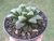 SUCULENTA HAWORTHIA RETUSA POTE 11 na internet