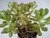 SUCULENTA SEDUM DENDROIDEUM POTE 11 - comprar online