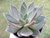 Imagem do SUCULENTA ECHEVERIA PANICULATA POTE 11