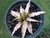 SUCULENTA CRYPTANTHUS ACAULIS POTE 11 - comprar online