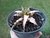 SUCULENTA CRYPTANTHUS ACAULIS POTE 11