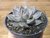 SUCULENTA ECHEVERIA TOBARENSIS POTE 9