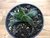 SUCULENTA GASTERHAWORTHIA SP POTE 11 - comprar online