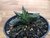 SUCULENTA GASTERHAWORTHIA SP POTE 11