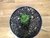 SUCULENTA HAWORTHIA COARCTATA POTE 11 - comprar online