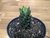 SUCULENTA HAWORTHIA COARCTATA POTE 11