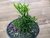 SUCULENTA RHIPSALIS CEREUSCULA POTE 11 - comprar online