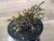 SUCULENTA RHIPSALIS CEREUSCULA POTE 11