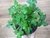 SUCULENTA KLEINIA ARTICULATUS POTE 11 - comprar online