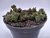 SUCULENTA CRASSULA CAPITELLA SSP THYRSIFLORA "CASTELINHO CHINES" POTE 11 na internet